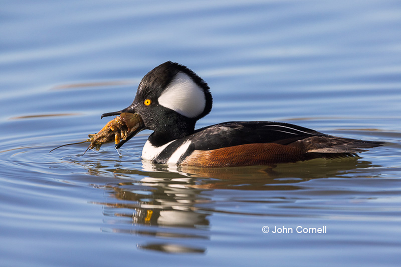 Hooded Merganser;Lophodytes cucullatus;Male;One;avifauna;bird;birds;color image;color photograph;feather;feathered;feathers;natural;nature;outdoor;outdoors;wild;wilderness;wildlife